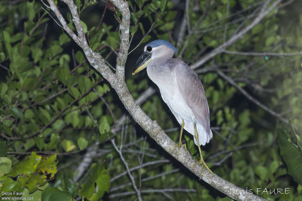 Savacou huppéimmature, identification