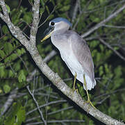 Boat-billed Heron