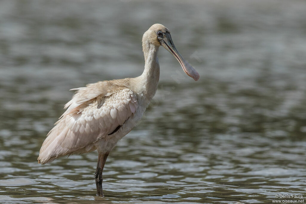 Roseate Spoonbill