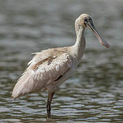 Roseate Spoonbill