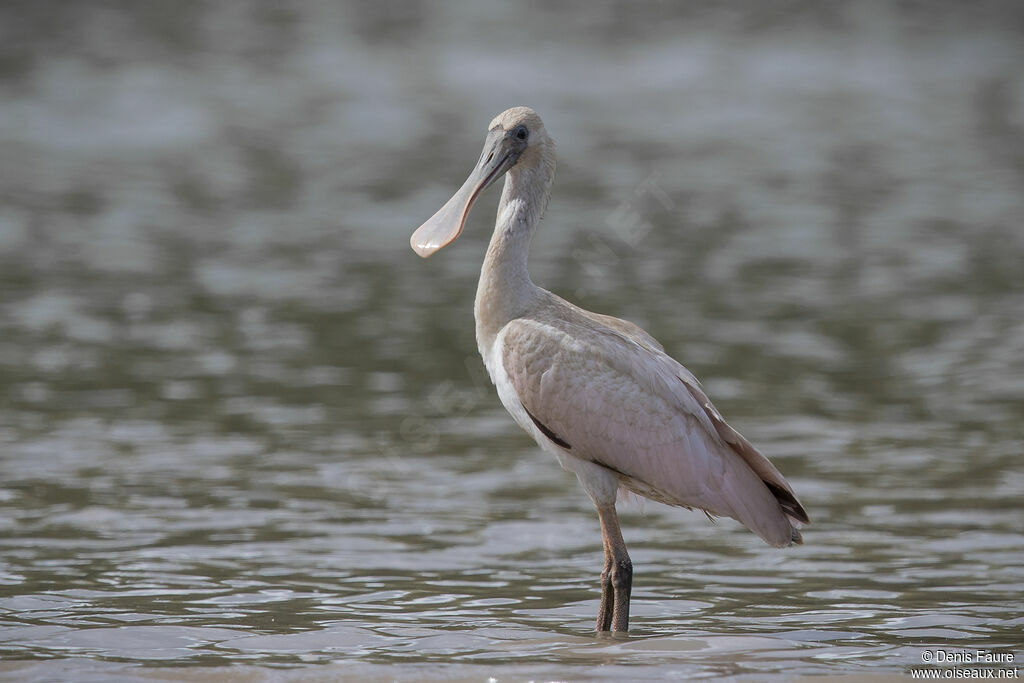 Roseate Spoonbill