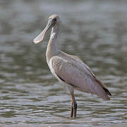 Roseate Spoonbill