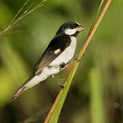 Lined Seedeater