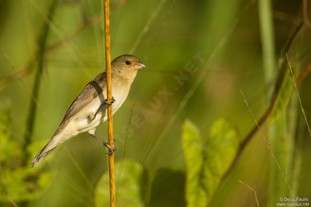 Lined Seedeater female adult