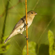 Lined Seedeater