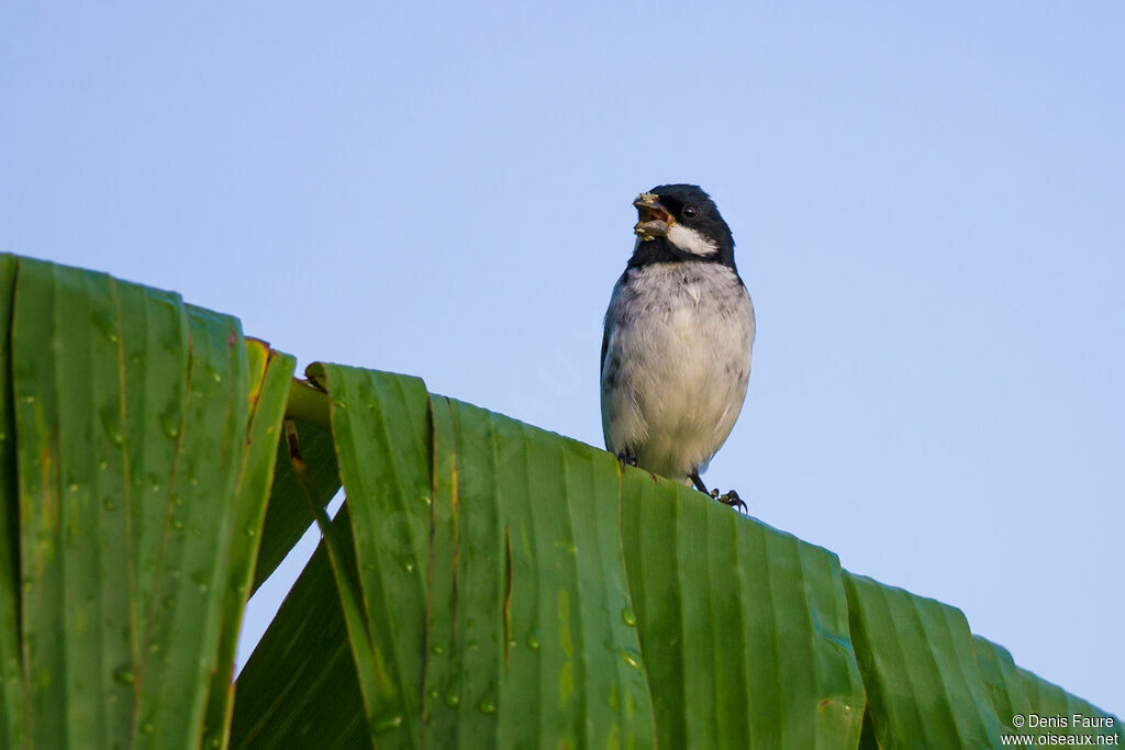 Lesson's Seedeater male adult, Flight, eats, song