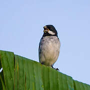 Lesson's Seedeater