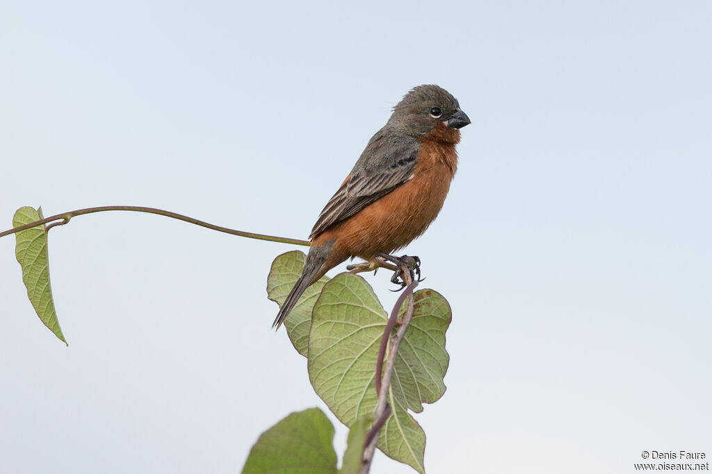 Ruddy-breasted Seedeater male adult