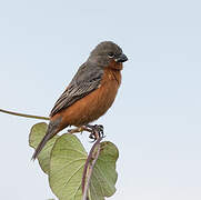 Ruddy-breasted Seedeater