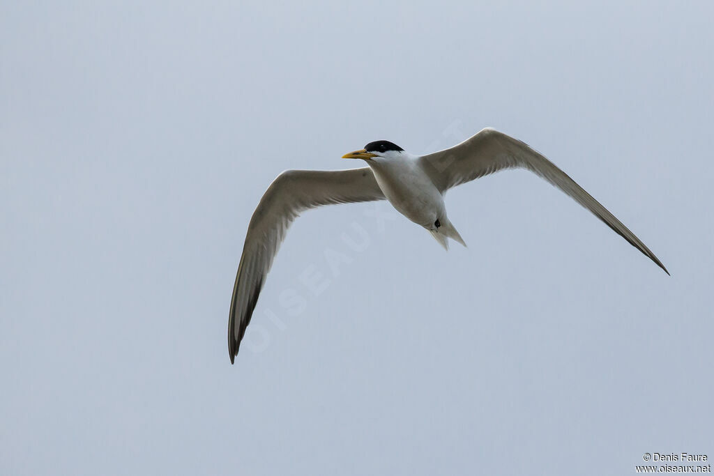 Cabot's Tern (eurygnathus)adult