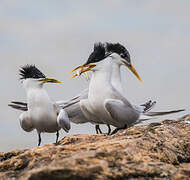 Cabot's Tern (eurygnathus)