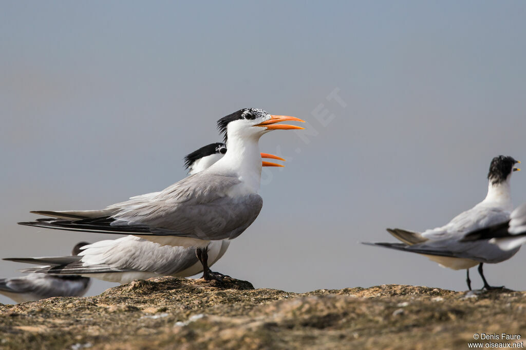 Cabot's Tern (eurygnathus)