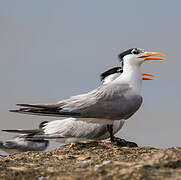 Cabot's Tern (eurygnathus)