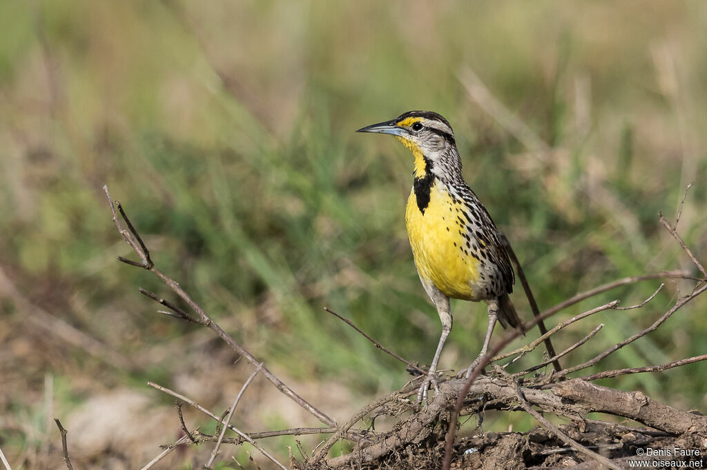 Eastern Meadowlarkadult