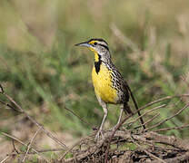 Eastern Meadowlark