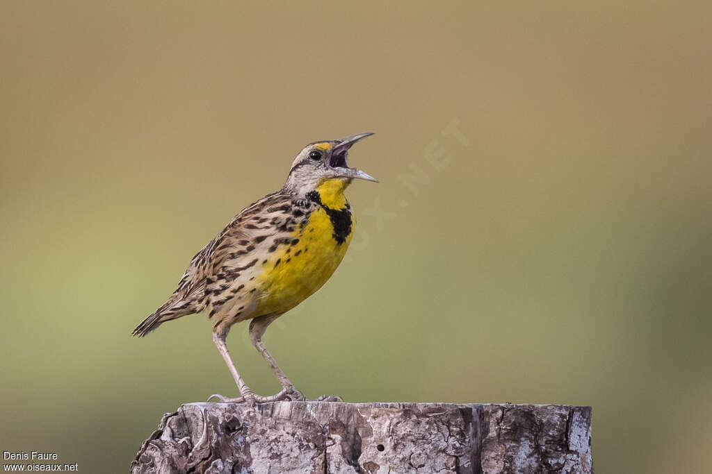 Eastern Meadowlark male adult, pigmentation, song