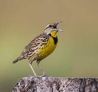 Eastern Meadowlark