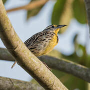 Eastern Meadowlark