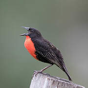 Red-breasted Blackbird