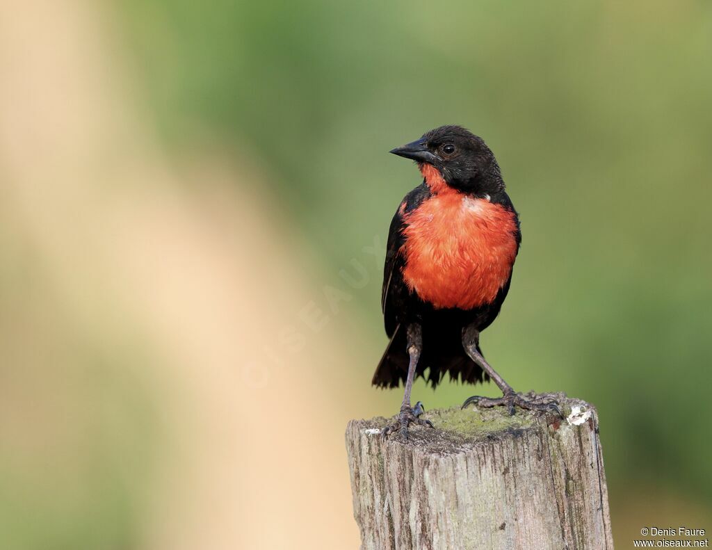 Red-breasted Blackbird