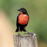 Red-breasted Blackbird