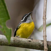 Bananaquit