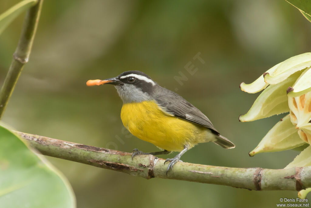 Bananaquit