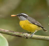 Bananaquit