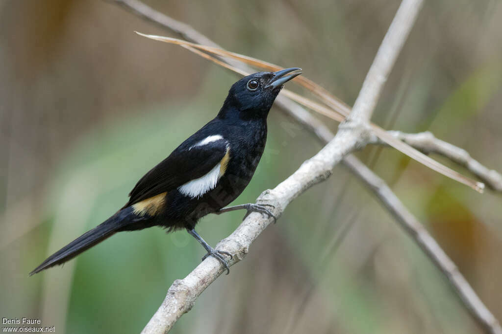 Fulvous-crested Tanager male adult, identification