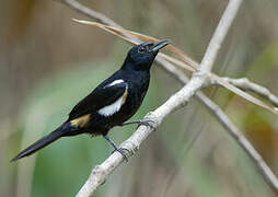 Fulvous-crested Tanager