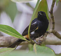 Fulvous-crested Tanager