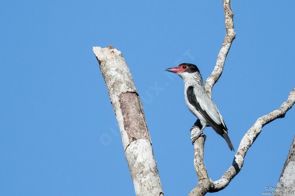 Black-tailed Tityraadult