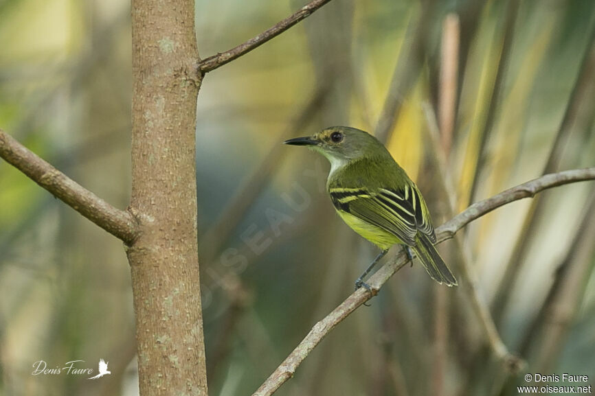 Smoky-fronted Tody-Flycatcheradult