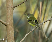 Smoky-fronted Tody-Flycatcher