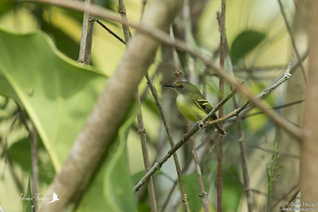 Smoky-fronted Tody-Flycatcher