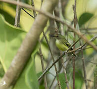 Smoky-fronted Tody-Flycatcher