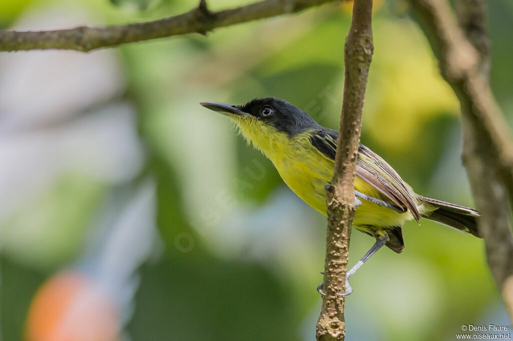 Common Tody-Flycatcheradult