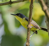 Common Tody-Flycatcher