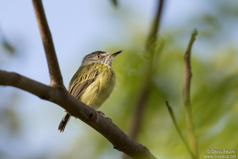 Spotted Tody-Flycatcher male adult
