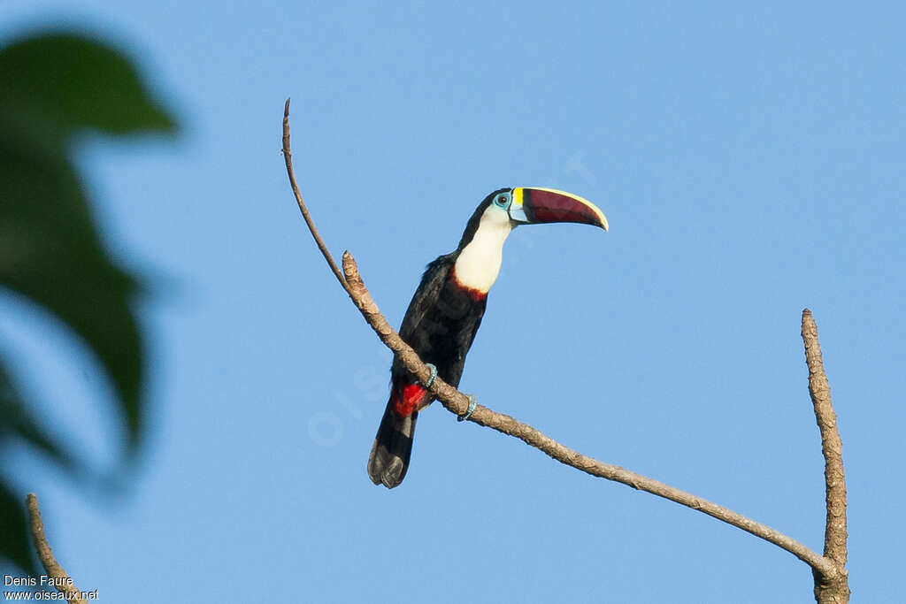 Toucan à bec rougeadulte, pigmentation