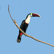 White-throated Toucan