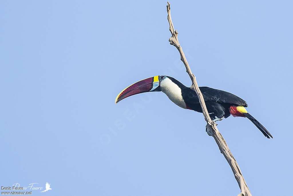 White-throated Toucanadult, identification