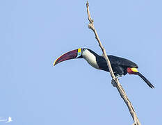 White-throated Toucan