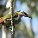 Toucanet koulik