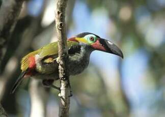 Toucanet koulik