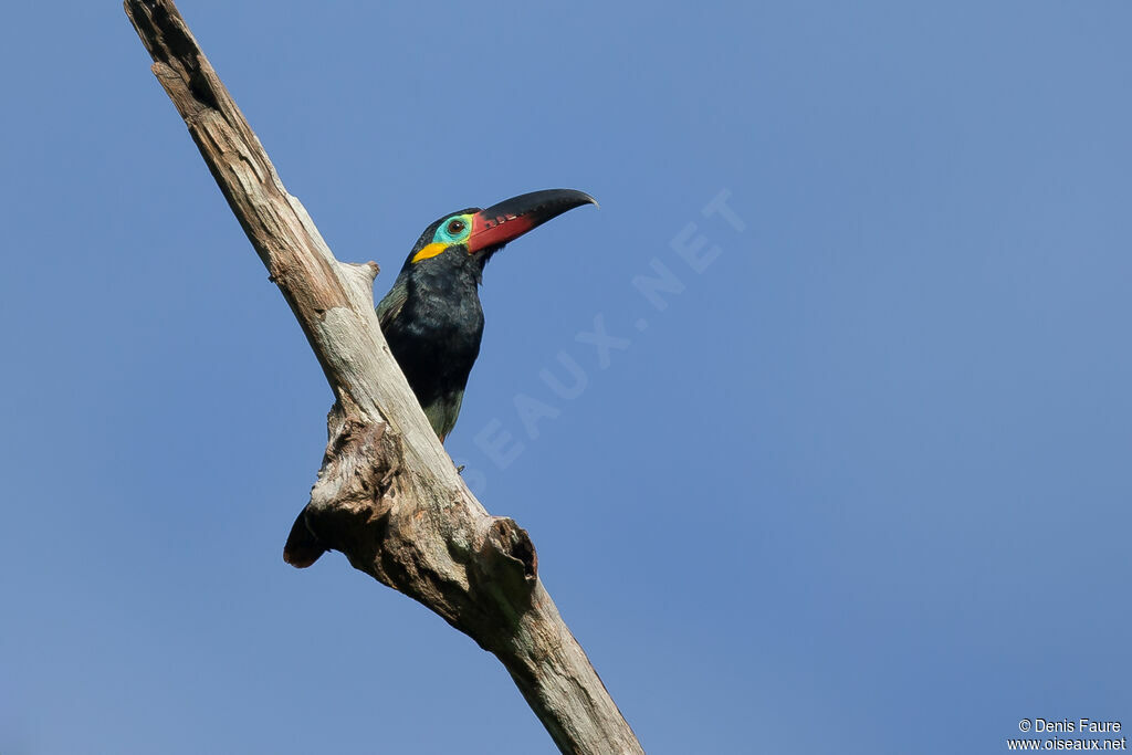 Guianan Toucanet