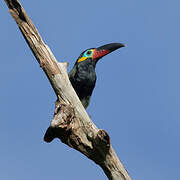 Guianan Toucanet