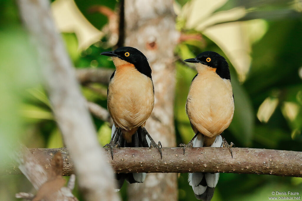 Black-capped Donacobius adult