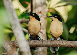 Black-capped Donacobius