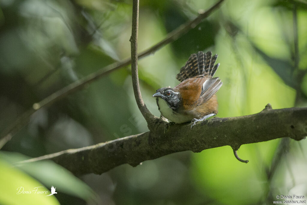 Coraya Wrenadult, courting display, song